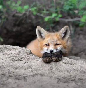 Meet your Posher, Dave